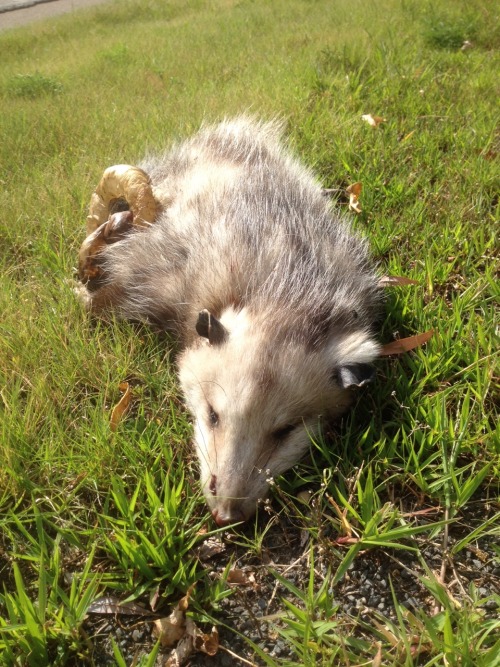 So here is my possum friend. Smaller than I expected, but still too big for me to collect right now 