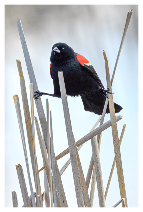 fatchance:Stilt walker.Red-winged blackbird (Agelaius phoeniceus) at Horicon National Wildlife Refug
