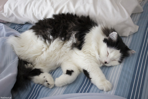 theoreocat: In 2018, Oreo showed us the fluff. Such beautiful floof!  Such toe tufts!  Suc