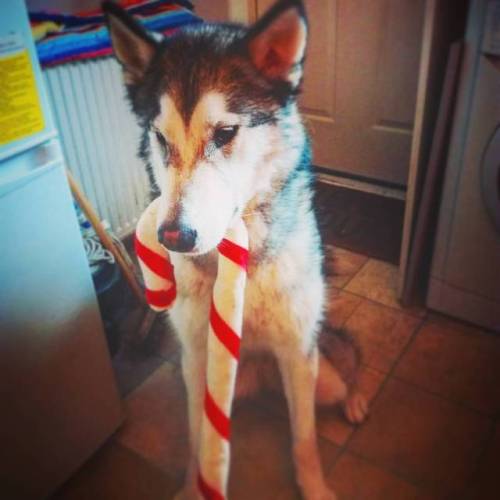 Lucian got his Xmas pressie a day early  #love #cute #petsofinstagram #pretty #cutie #pet #pets #ani