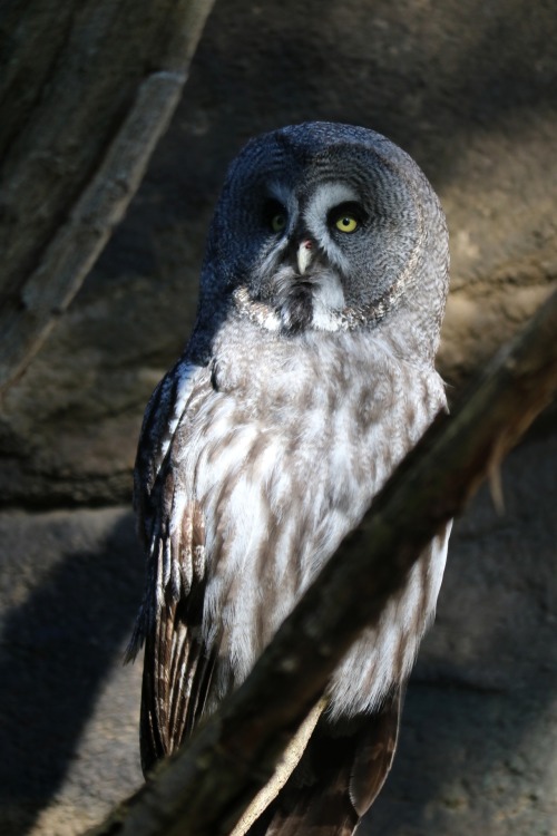 boschintegral-photo:Great Grey Owl (Strix Nebulosa)Zoo, Berlin, Germany