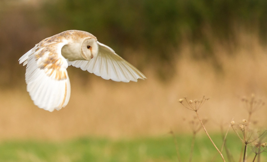 Owls Owls Owls