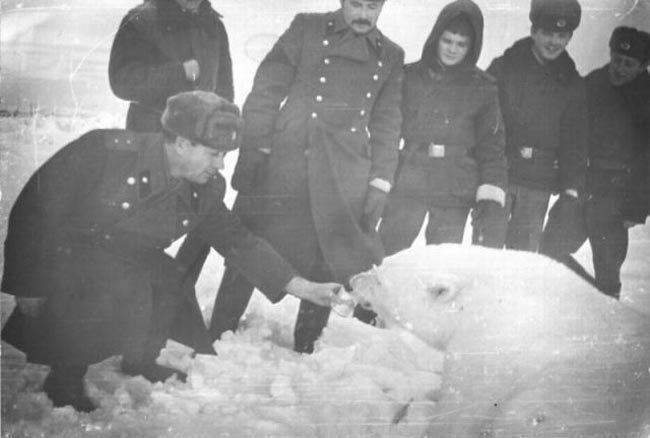 gunrunnerhell:  Comrade Polar Bear Russian scientists and military personnel feeding