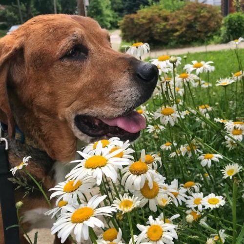 ❤️Daisyfuentes❤️ #daisyfuentes #dogsofinstagram #bassethound #asseenincolumbus #mystinkygirl #nonsex