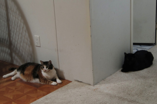 catty corner kitties.(submitted by @kindnessiseternal)