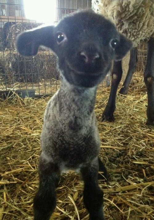 cute-overload:  I wish I had a little lamb…http://cute-overload.tumblr.com source: http://imgur.com/r/aww/GE4Pf9I