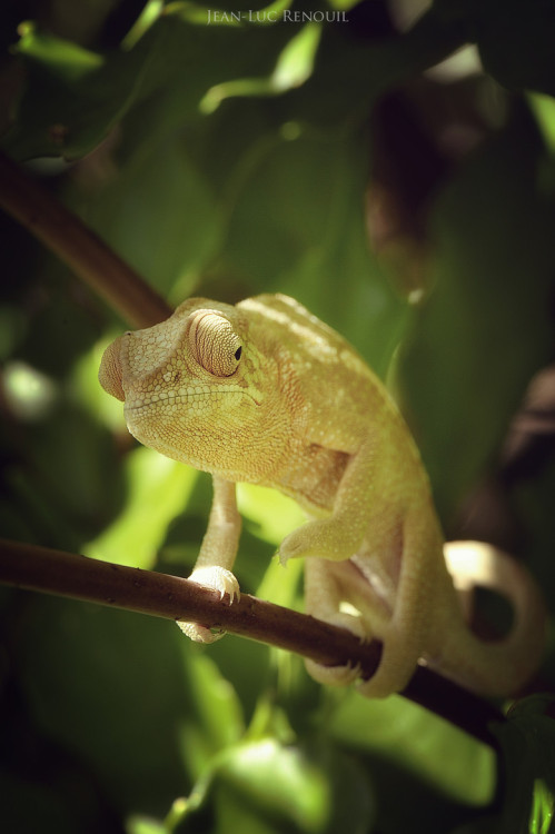 creatures-alive:  (via 500px / Leon is back… again ! by Jean-Luc Renouil)