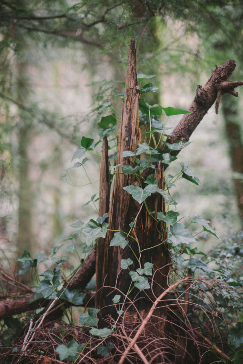 rhiannahoward: Fairy Castle 