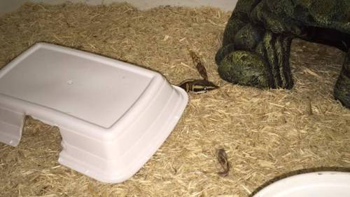 sprigofspring: My goofball, Vali, dragging his favorite hide closer to his secondary hide, for no re