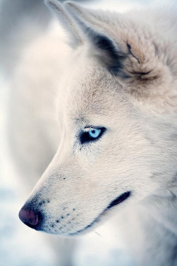 heartbrokensubmissive:  #wolf 
