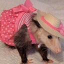 a-gay-possum avatar