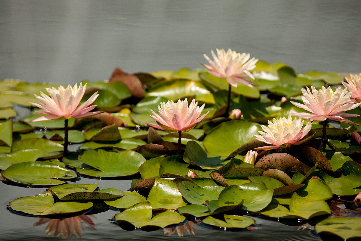 nybg:  The hottest time of year is made a bit cooler by the lotus and water lily