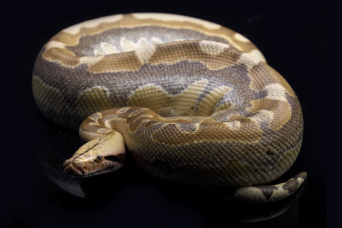 Azuriath (blue ghost het ultra short-tailed python)