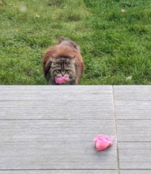 catsbeaversandducks:Cat Brings Flowers From Her Garden As A Gift To Neighbours Every Day Moving into