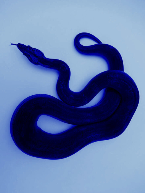 blue snake