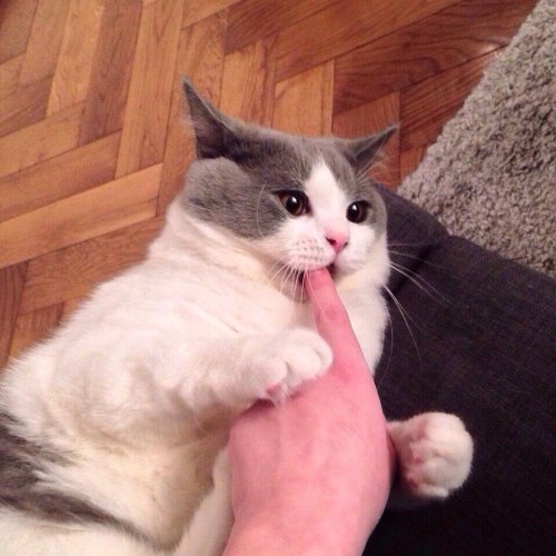 squeakykins:  The cat has tasted human flesh for the first time… and it wants MORE. 