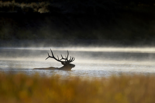 outdoormagic:Bull Elk Crossing the Snake River, Wyoming by diana_robinson