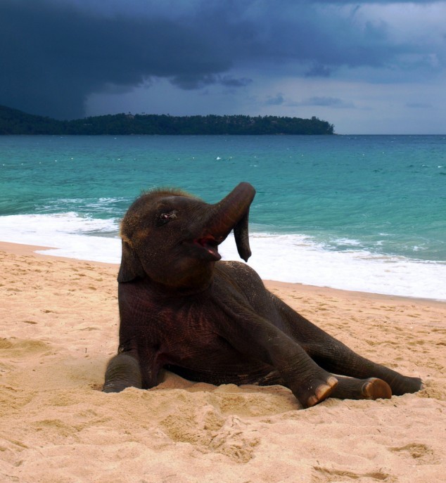 goodgirl-interrupted:  magicalnaturetour:  Young elephant playing on a beach in Phuket,