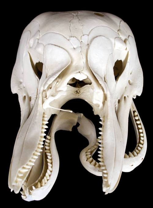 strangebiology:Skull of a two-faced bottlenose dolphin owned and prepared by Enault & Auclair-Kr