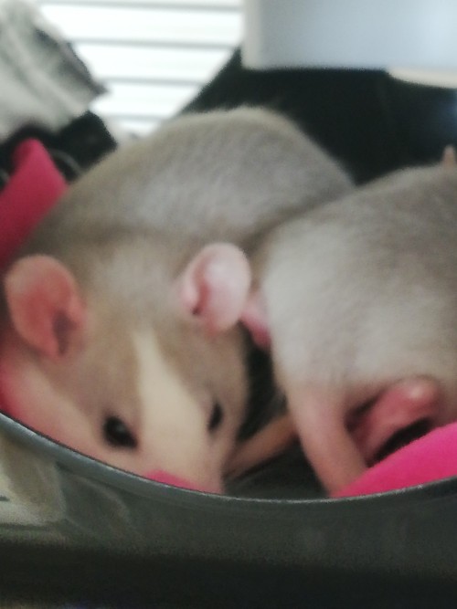 I JUST GOT MY RATS!!!! THEY ARE SO BABY!!!