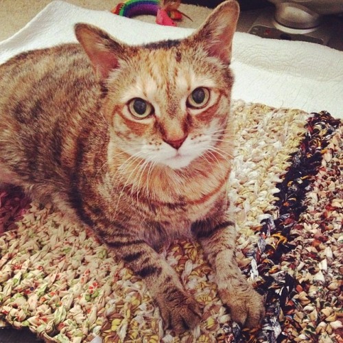 Cumin the cat loves the new handwoven rug made in Hawaii by M. Cooper-Martinez! #thankyou #giftswith