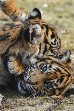 livingpursuit:Playing Sumatran Tiger Cubs by Jasper Gielen