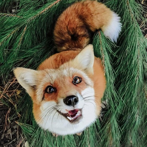 everythingfox:🦊🐾 porn pictures