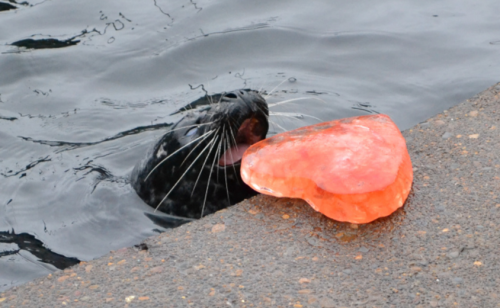 slushyseals:Tazzy the harbor seal (Top) discovers an ice treat on the edge of her pool on Valentine’