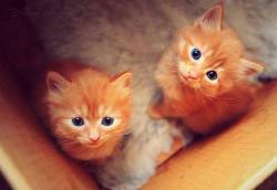 meowingredhead:  fluffy marschellows c.