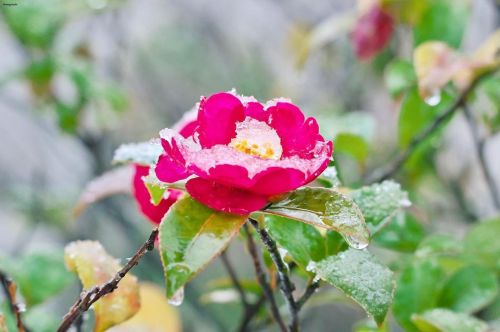 10 February 2022. Japanese camellia under snow in Tokyo, Japan ❄️ 