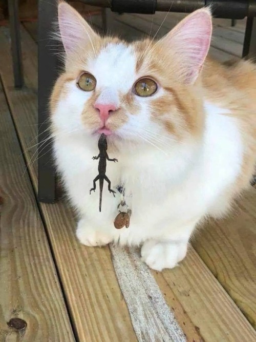 wowiiee-its-spicy-boi: super-who-lockfangirl: First time when lizard caught a cat lmao @mostlycatsmo