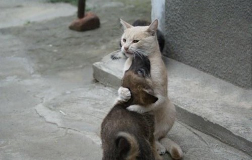 battinasprinkle:  this night has sucked. here’s some cute animal friends.