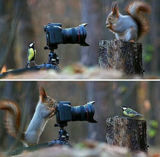 lovenotofthisworld:  bluedudexoo:  awwww-cute:  Which one is better, i wonder? (Source: