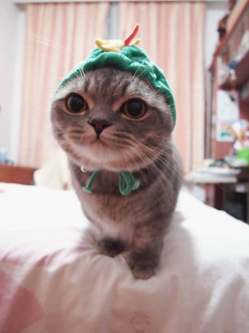 cats-weed-sleep:  catsbeaversandducks:  His name is Pancake and he’s a blue tabby munchkin cat with big round eyes and short McNugget-shaped fat paws. Follow Pancake’s photo adventures as he dives into paper bags and baskets, attack the hairdryer