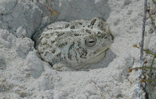 toadschooled: A Woodhouse’s toad [Anaxyrus woodhousii] nestled in the sands of Padre Island Na