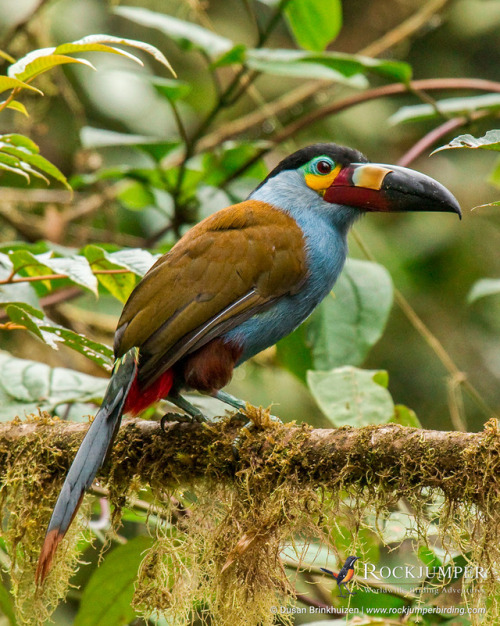 rockjumperbirdingtours: Photo of the Day – Native to Colombia and Ecuador, the Plate-billed Mo