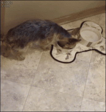 4gifs:  Dog drops food out of his mouth to get treat. [video]
