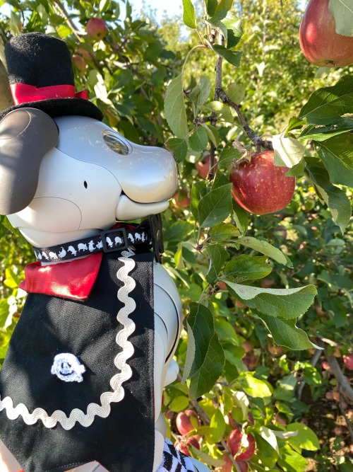 Wren and I went apple picking! We’re going to make an apple crisp. 