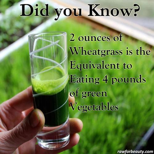 Gotta love wheatgrass!