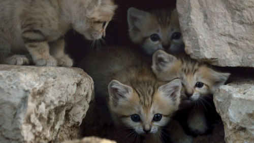 mothernaturenetwork: The birth of these sand kittens might be old news, but we can’t still can