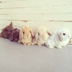 bunniesarethebest:  I don’t know how people