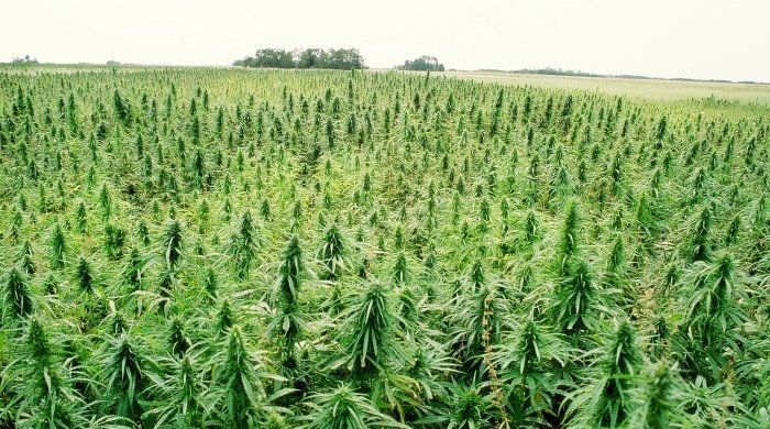wormhole-eater:  USA going green - Hemp cultivation legalized by U.S. House of Representatives