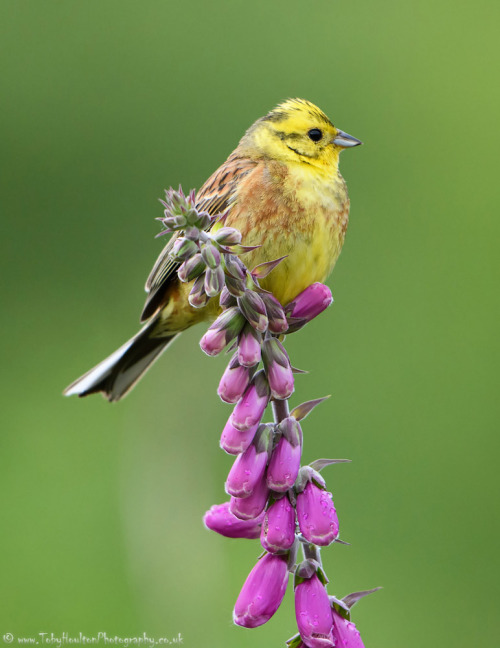 European stonechat - Andrew Fusek Peters | Whinchat - Karen Summers | Yellowhammer - Toby Houlton | 