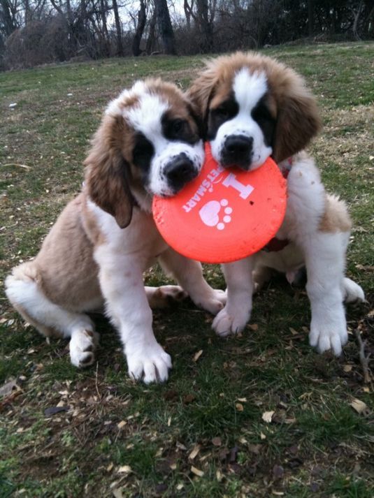 thecutestofthecute:  Saint Bernard Appreciation Post