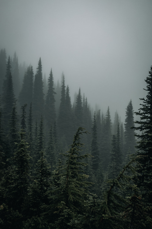 jscuttish:Forest Moods by Jason Scottish IG: jscottish 