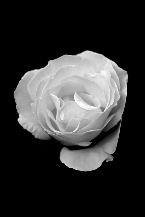 photosworthseeing:  nuretmen:  © Nur Uretmen   Beautiful use of black and white. The darkness of the surrounding let the flower shine out and gives it an even more beautiful look and shows its purity in such a great way. PWS - Stephi 