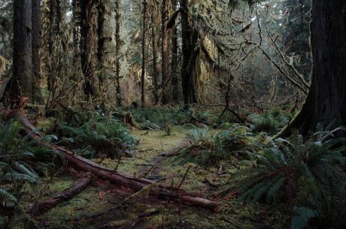 Hoh Rainforest, Washington [OC] [4798x3177] | Source: https://reddit.com/r/earthpornhttp://adventure