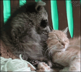 lomadia: 4gifs: Sorry…sorry. [video] I’ve never seen a more guilty looking animal - &ls