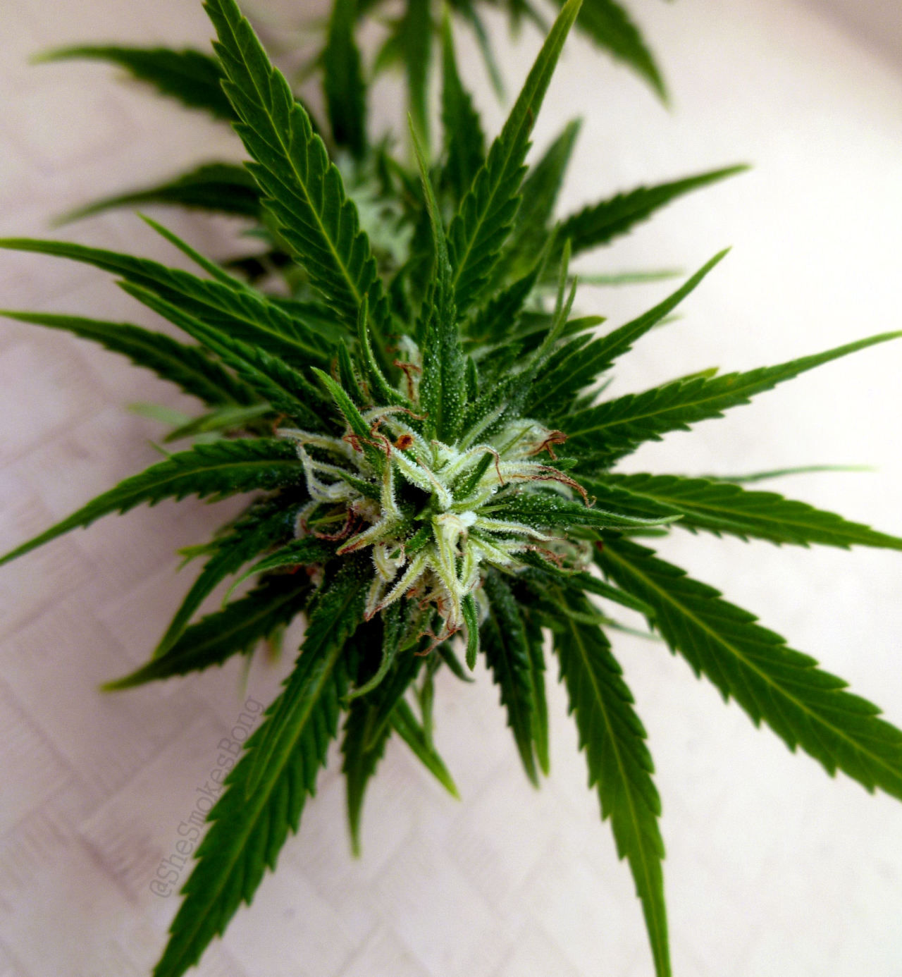 shesmokesbong:  A little Hawaiian branch~ 