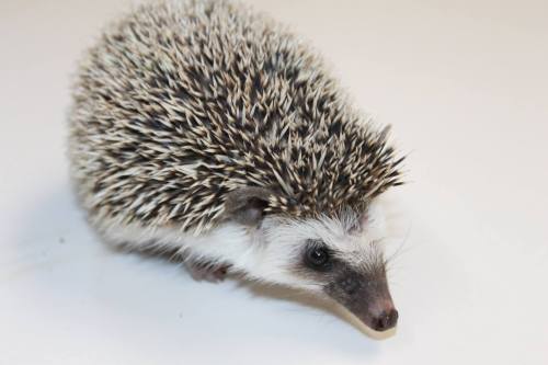 African Pygmy Hedgehogs :)